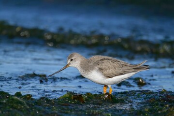 Close-up of a Terek Sandpiper standing in shallow water in Varanger Peninsula, Norway