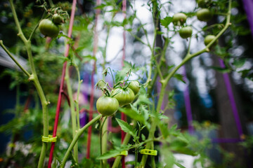 Tomatoes, growing on tomato plant vine