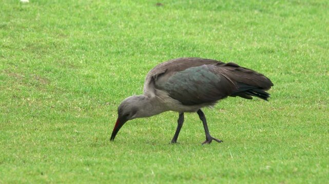 Large bird eating worms and bugs on a lawn