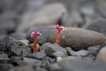 flowers on black volcanic sand in Iceland