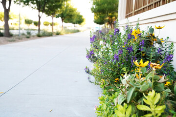 Purple and Yellow Flowers Lining a Sidewalk with Trees