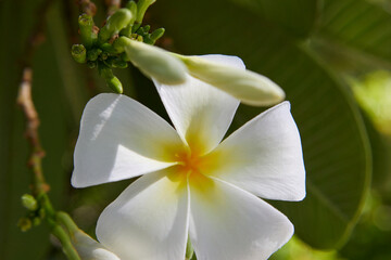 Fototapeta premium Close-up view of white frangipani flower blooming on branch