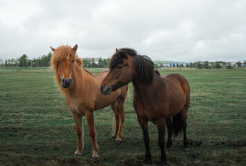 Two beautiful horses are standing in a field in Iceland