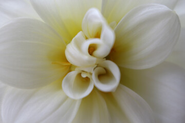 Fototapeta premium White curly Dahlia Flower Center Close Up