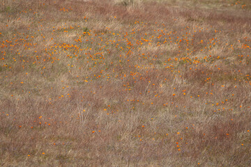 Scattered orange wildflowers dot a dry, grassy field.