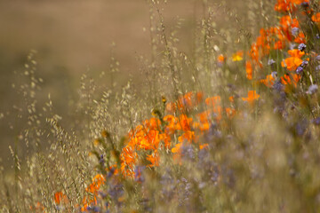 Blurred orange wildflowers and tall grasses on a sunlit hillside. © Cavan