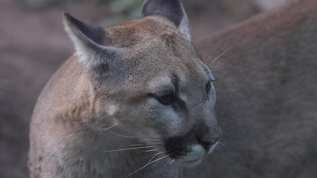 Up close macro shot of mountain lion looking around. close up details of face and head.