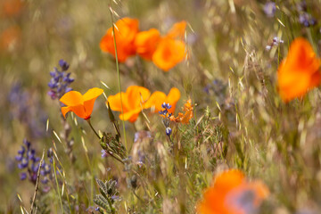 Orange poppies and purple wildflowers in a sunlit field.