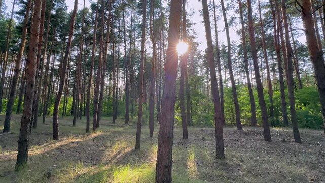 slow camera movement left and right near a pine tree in the forest on the sunset, which blocks the bright sun and glare