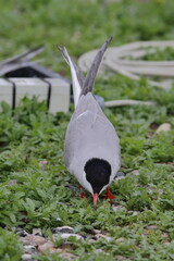 tern with chick