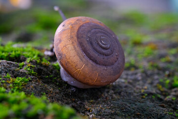 A snail moving on his path