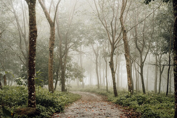 Fototapeta premium Misty Pathway Through a Serene Rubber Tree Plantation in Phuket