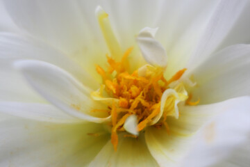 Fototapeta premium White close up Dahlia with orange center