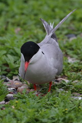 tern with chick