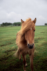 Obraz premium Portrait of a charming Icelandic horse in a field