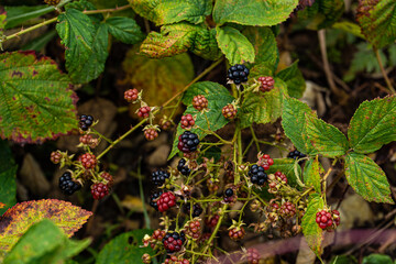 Wild blackberry fruits on the vine