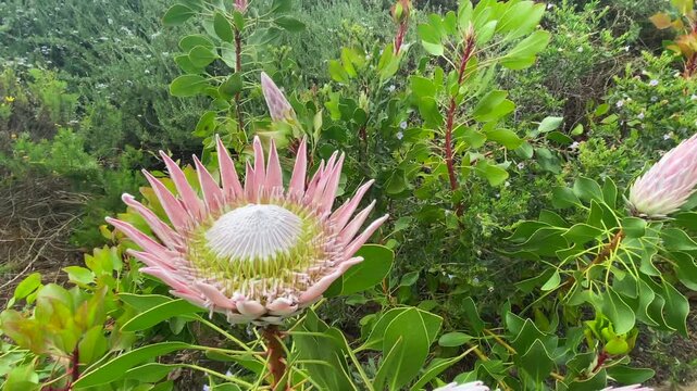 King Protea flower. It is the National Flower of South Africa.