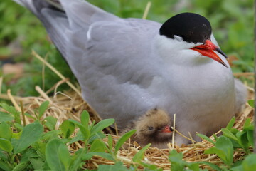 tern with chick