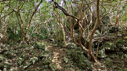 Bermuda, the island of tropical paradise