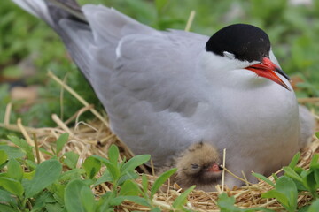 tern with chick