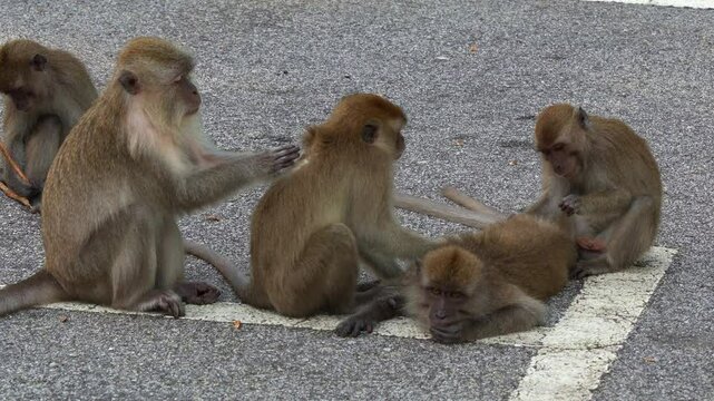 A group of long tailed macaques fur picking, removing and eating lice, fleas, parasites off their fur coat on the roadside, showcasing social grooming and bonding behaviour.