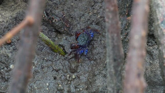 A face-banded crab, foraging on the muddy floor of mangrove wetlands during low tide period, close up shot.