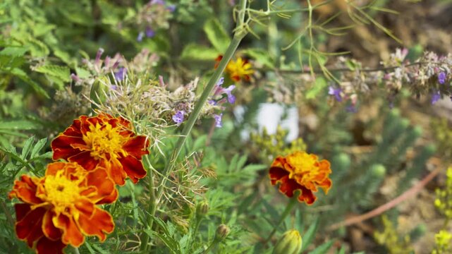 A garden built to support the local ecosystem.
