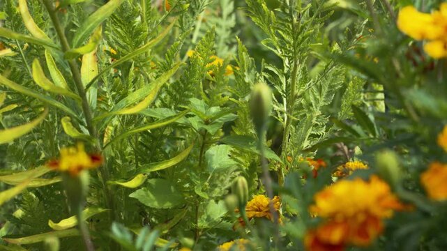 Various greenery in a garden in close up.