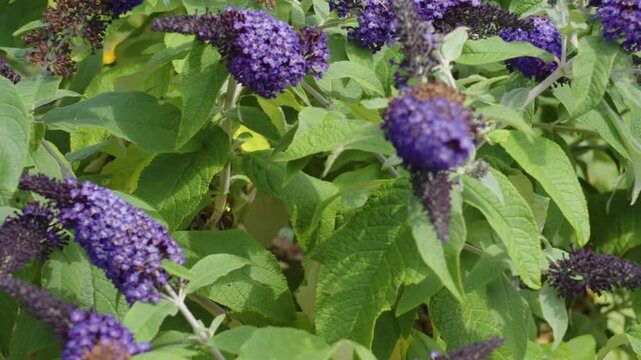 Panning rightward across various pollinator plants.
