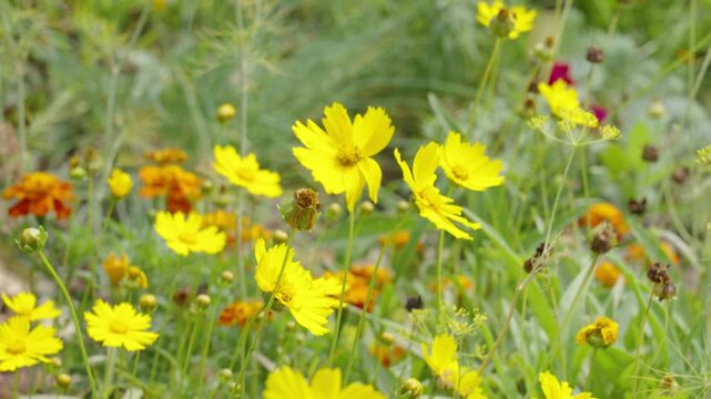Various planted wildflowers in close up with upward tilt.