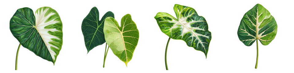 A collection of diverse tropical leaves showcasing unique shapes and vibrant green colors, perfect for nature lovers and decor.