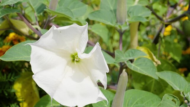 Close up look at the plant in full bloom.