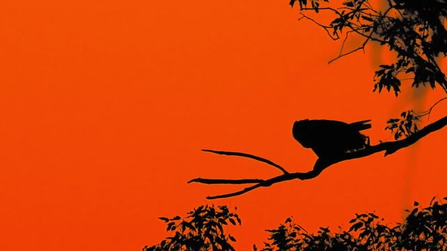 Great Horned Owl Silhouette Hooting Before An Orange Wildfire Sunset