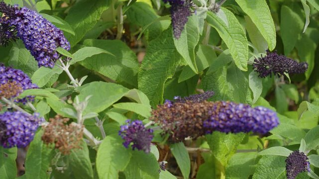 Slow motion spin around the purple blooms.