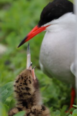 tern with chick