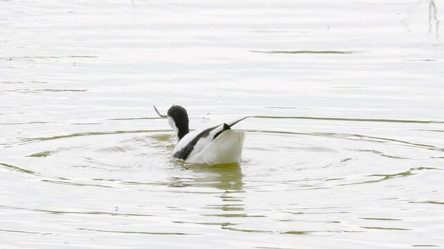 Avocet wading seabird feeding on the marshlands of the lincolnshire coast marshlands, UK