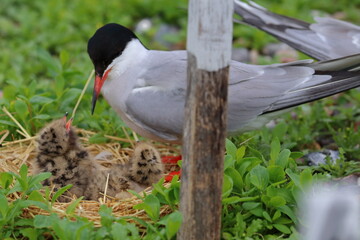 tern with chick