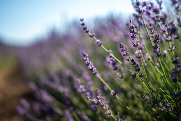 Obraz premium A field of lavender flowers with a blue sky in the background