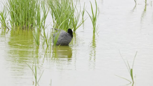 Eurasian coot has a distinctive white beak and 'shield' above the beak