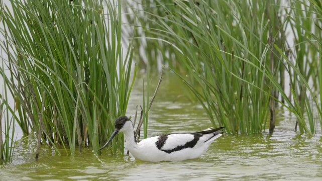 Avocet wading seabird feeding on the marshlands of the lincolnshire coast marshlands, UK