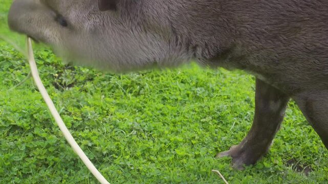 South American Tapir is South America&rsquo;s largest native land mammal