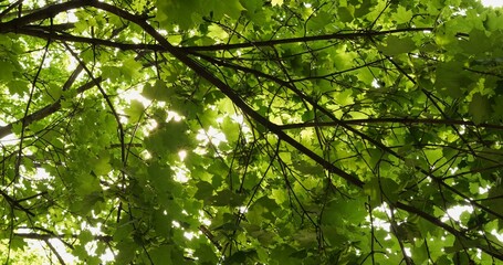 Sun rays filtered by broad leaves of maple tree. Dense shade from trees produces damp cool atmosphere in park refreshing visitors on hot day