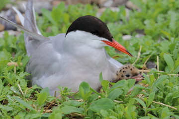 common tern parent