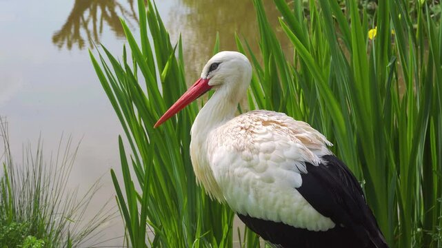 Wild, White stork siting on her nest in the midday sun.