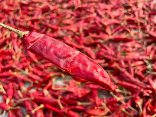 red chilli | indian spices | hot red chilli