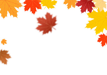 Autumn foliage. on isolated transparent background. Abstract wallpaper design with maple leaves, line art. Elegant botanical in fall season .