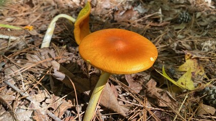 mushrooms in the forest, Texas, USA