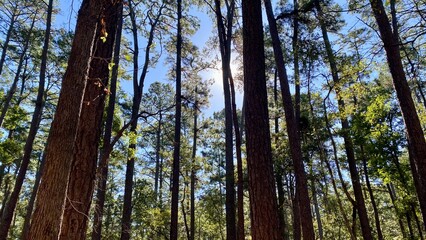  lake livingston state park, Texas, USA.- landscape images	
