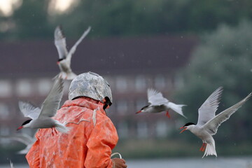 common tern parent