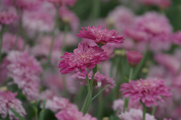 Raspberry Ruffles Daisies